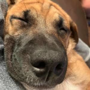 Meet your Posher, Betsy